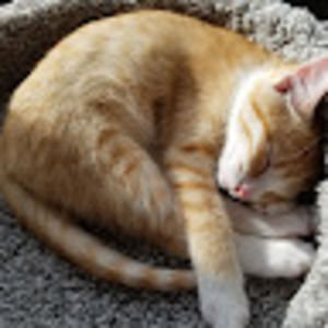 Meet your Posher, Shae